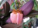 Bulbophyllum auratum